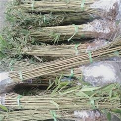 新产斑竹种子 农户直供免费技术指导
